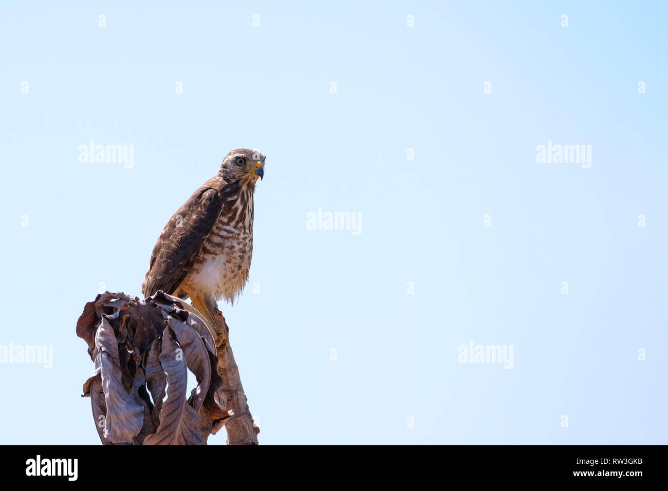 Roadside Hawk, Rupornis Magnirostris, isolé blanc ciel, assis sur une branche du Pantanal, Nobres, Mato Grosso, Brésil Banque D'Images