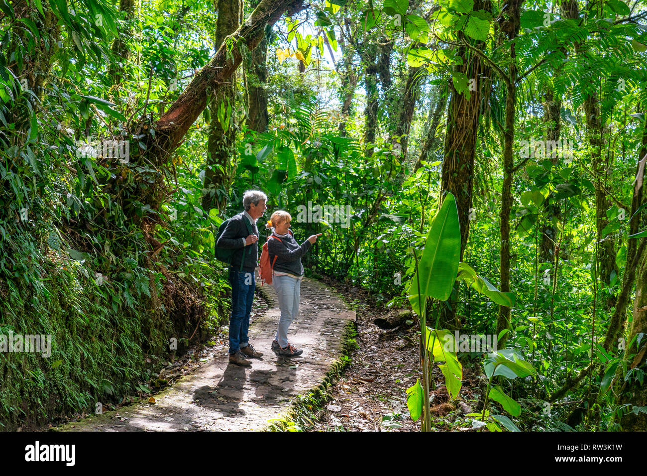 Les touristes en promenade dans la forêt nuageuse de Monteverde, Costa Rica, Amérique Centrale Banque D'Images