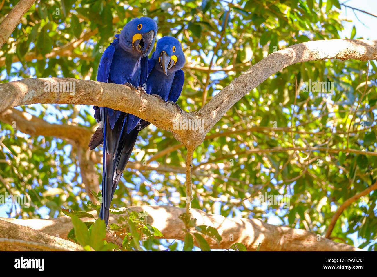 Anodorhynchus hyacinthinus, Ara hyacinthe, Ara Hyacinthine ou, Pantanal, Mato Grosso do Sul, Brésil Banque D'Images
