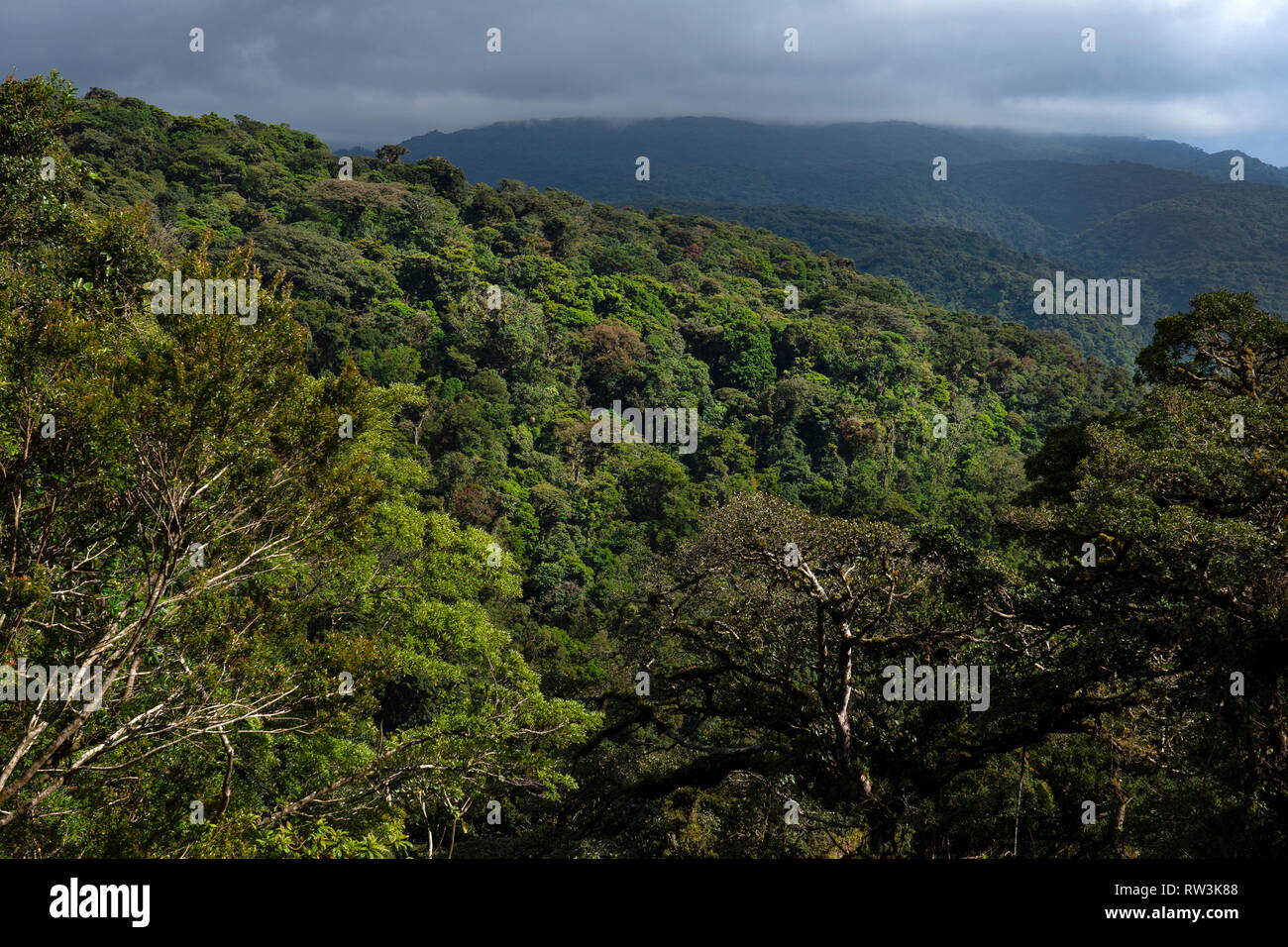 Vue sur la cime des arbres de la forêt nuageuse de Monteverde, Costa Rica, Amérique Centrale Banque D'Images