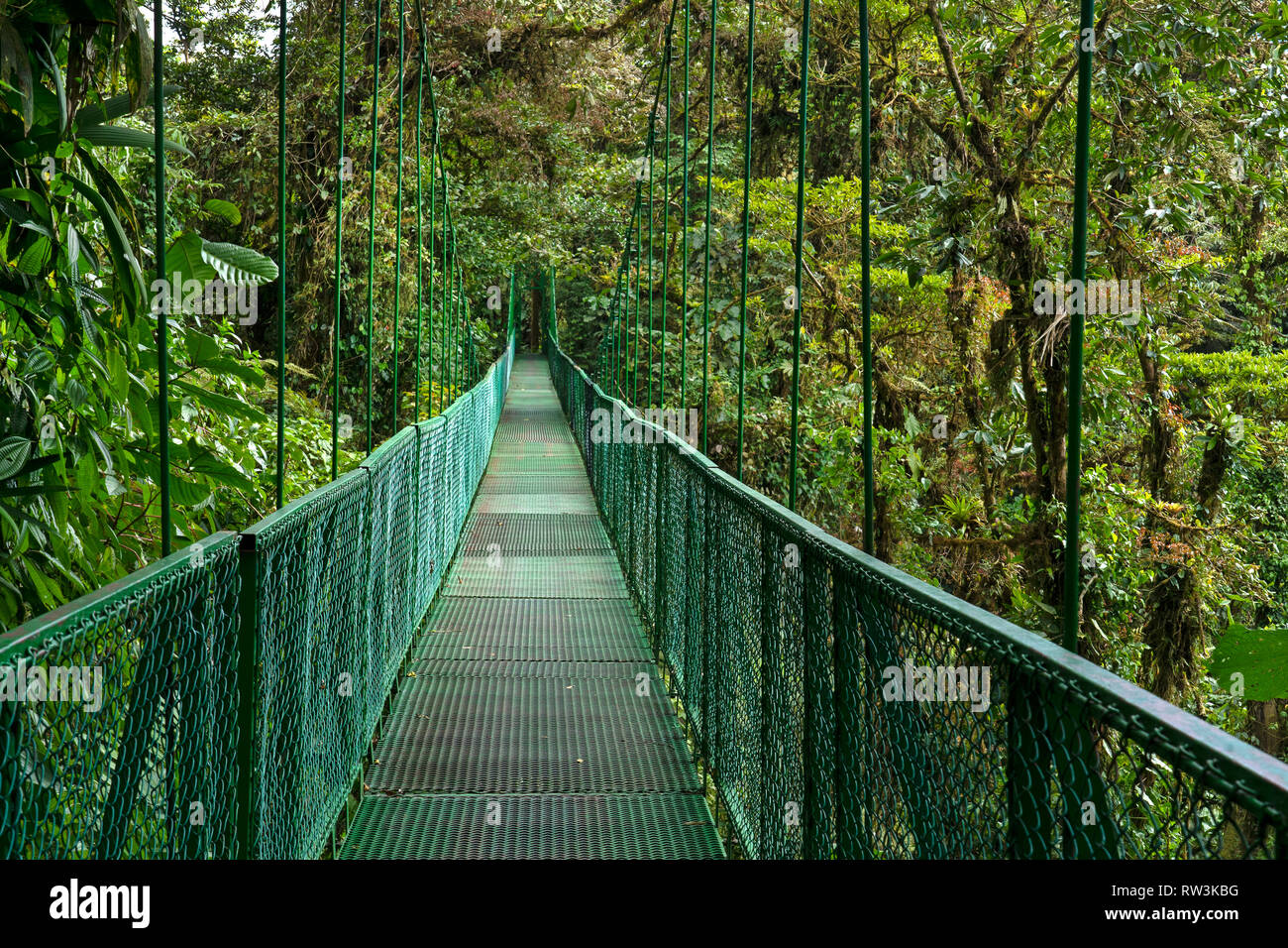 Des ponts suspendus à la Forêt Nuageuse de Monteverde, Costa Rica, Amérique Centrale Banque D'Images