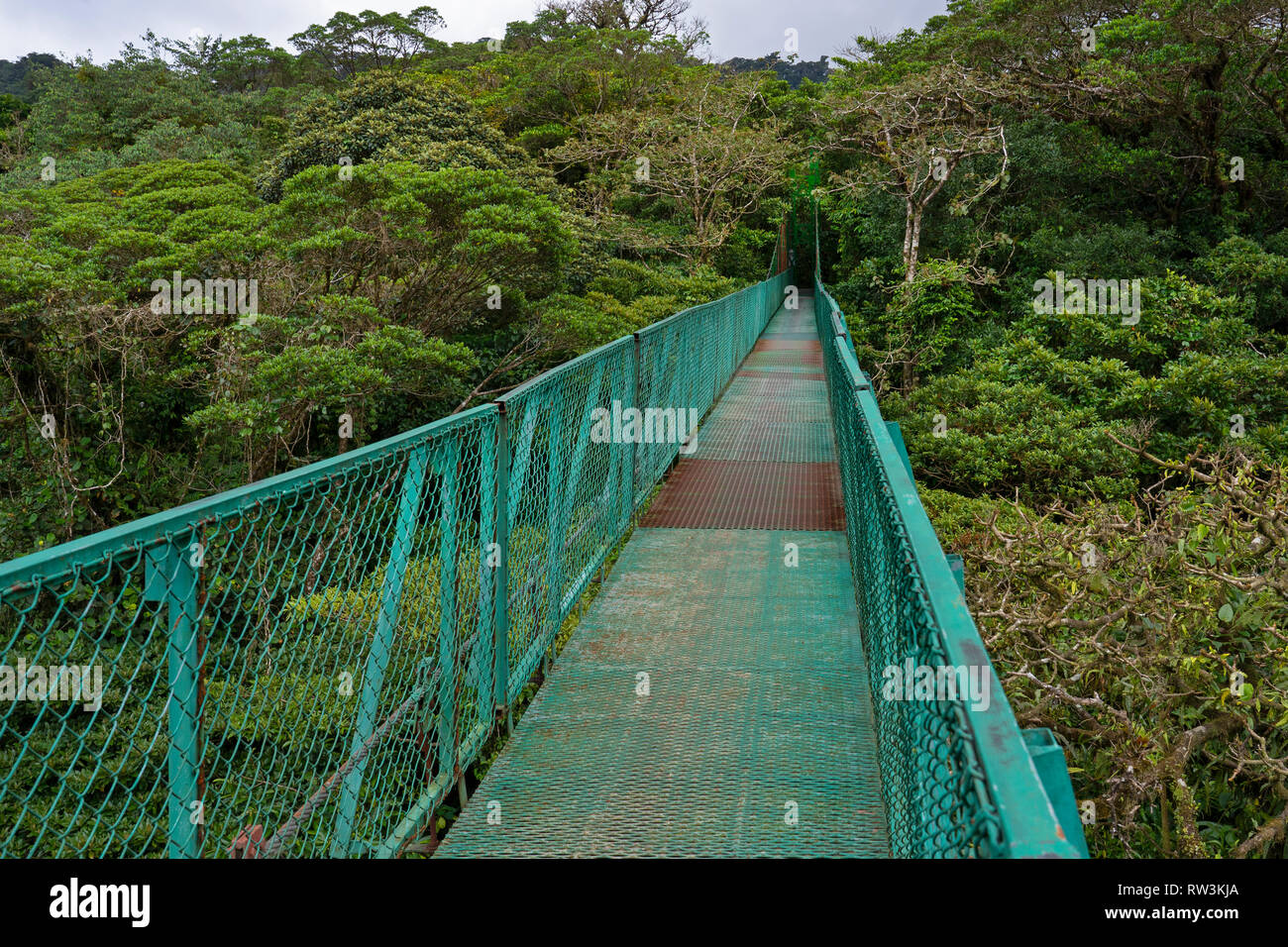 Des ponts suspendus à la Forêt Nuageuse de Monteverde, Costa Rica, Amérique Centrale Banque D'Images