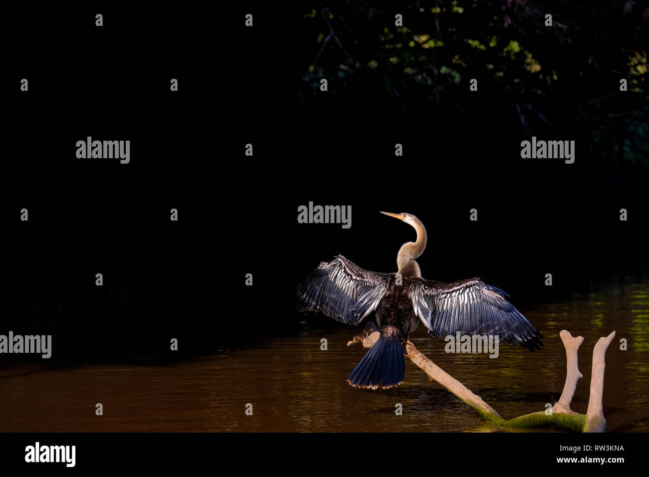, Anhinga Anhinga anhinga, également appelé Snakebird ou vert, Cuiaba River, Pantanal, Mato Grosso do Sul, Brésil Banque D'Images