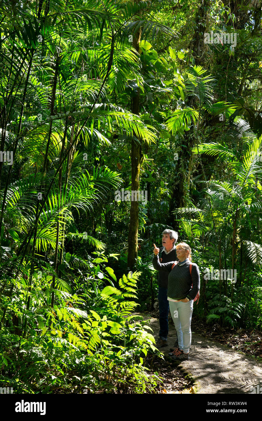 Les touristes en promenade dans la forêt nuageuse de Monteverde, Costa Rica, Amérique Centrale Banque D'Images