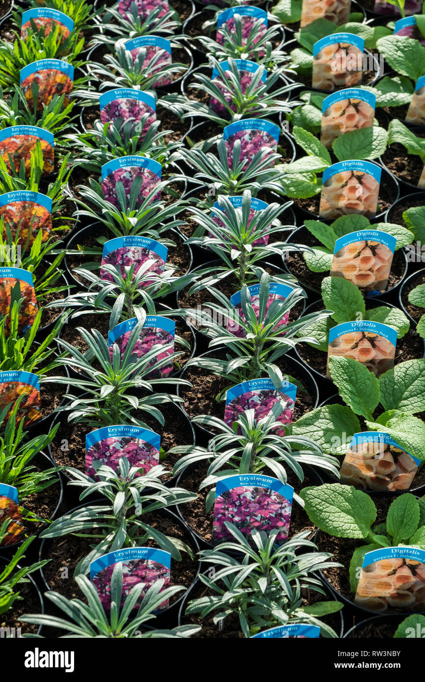 Pots d'Erysimum et plantes digitaliques en vente dans un centre de jardinage à Cornwall. Banque D'Images