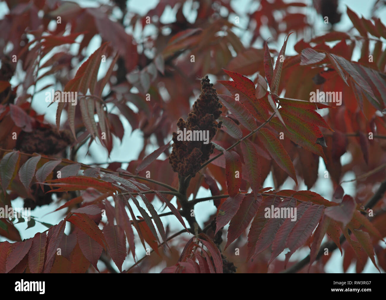 Arbre généalogique vinaigrier avec grande fleur rouge et feuilles rouges, temps d'automne Banque D'Images