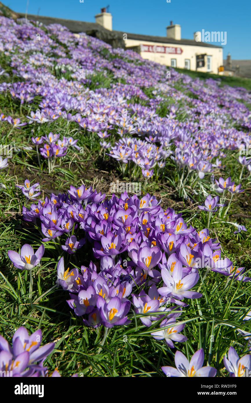 Crocus en fleurs sur la place du village dans la région de Bainbridge, Wensleydale dans le Yorkshire Dales National Park, Royaume-Uni. Banque D'Images