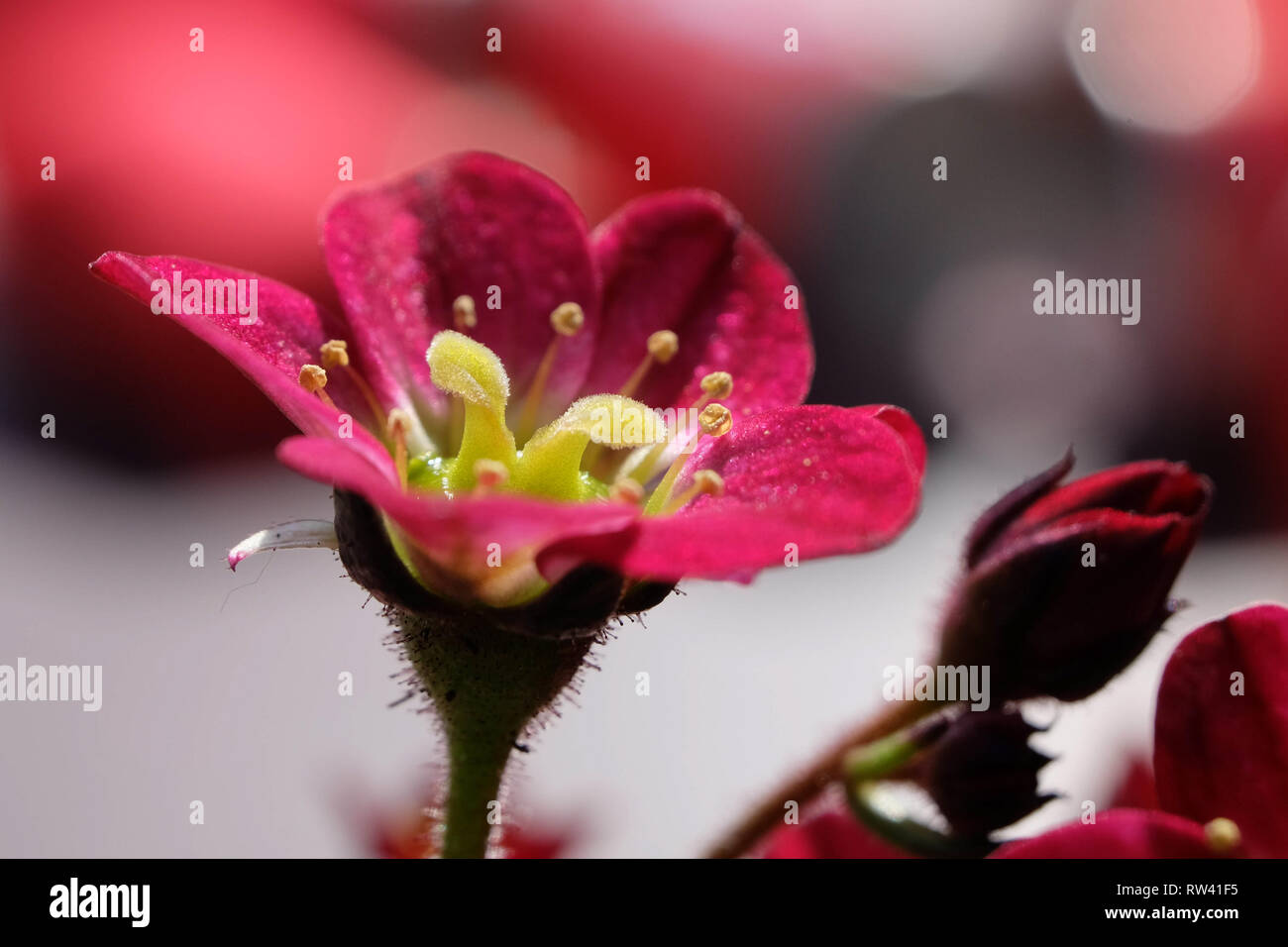 Gros plan sur la fleur mauve-rose foncé au printemps en face de l'arrière-plan flou Banque D'Images