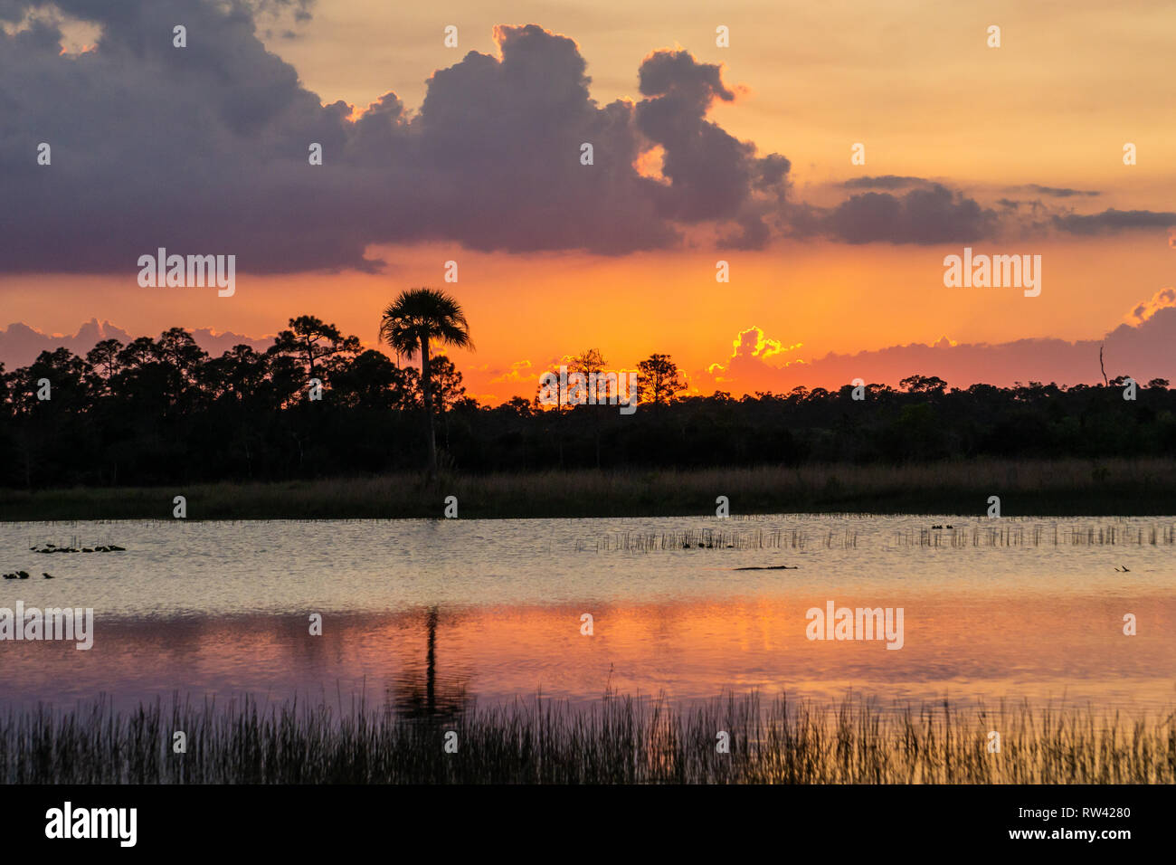 Coucher du soleil à Pine Glades Zone naturelle, Jupiter, comté de Palm  Beach, Floride, USA Photo Stock - Alamy