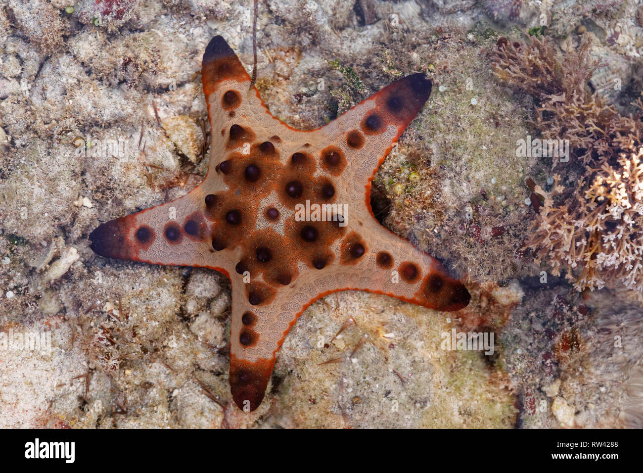 Malapascua Island, Philippines. Mai, 2018. Starfish Oreasteridae Protoreaster nodosus) (photo de Malapascua Island, Philippines. Banque D'Images