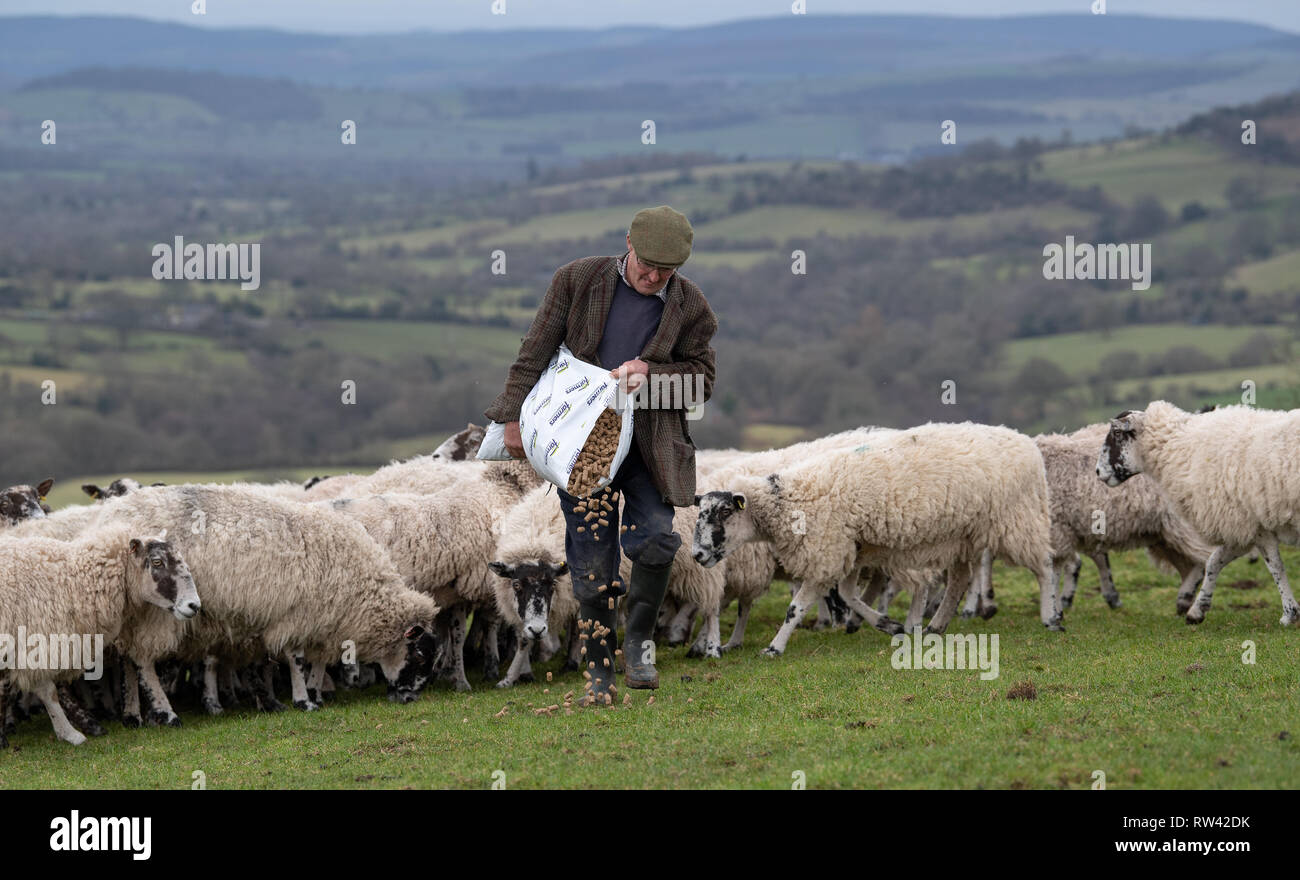 Alimentation agriculteur troupeau de brebis mulet avec des concentrés. Le Shropshire, au Royaume-Uni. Banque D'Images