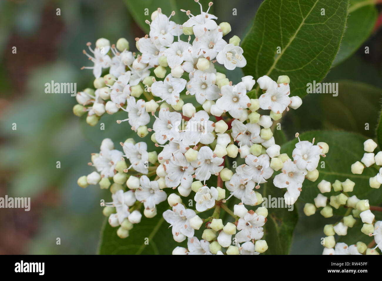 Viburnum tinus 'French White'. Floraison d'hiver arbuste appelé aussi Laurustinus français 'Blanc' en février, au Royaume-Uni. Aga Banque D'Images