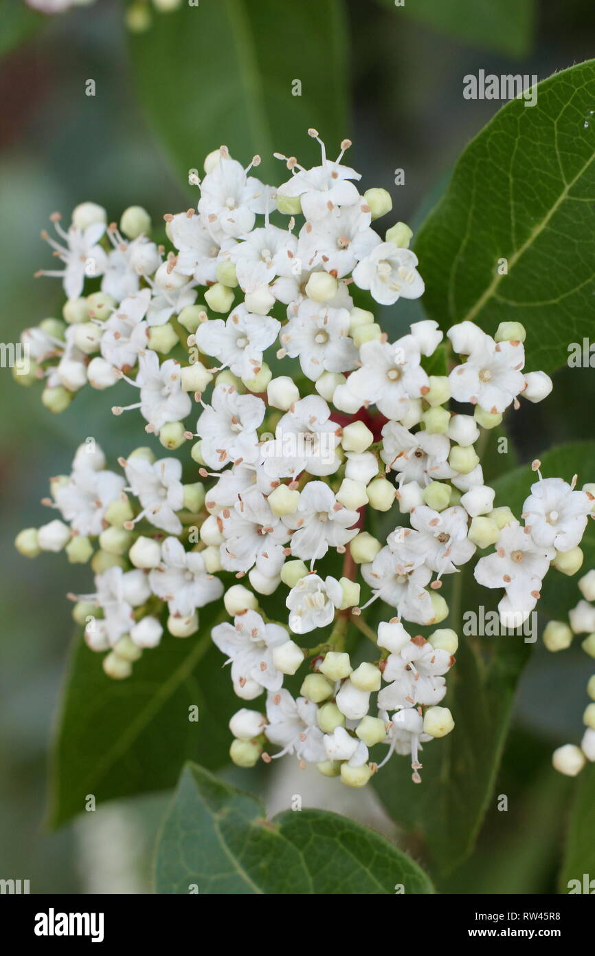 Viburnum tinus 'French White'. Floraison d'hiver arbuste appelé aussi Laurustinus français 'Blanc' en février, au Royaume-Uni. Aga Banque D'Images