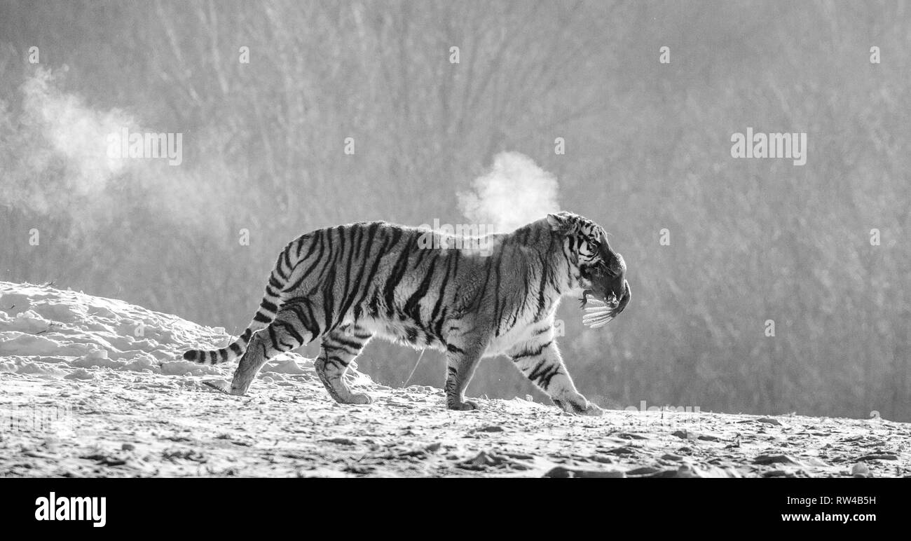 Tigre de Sibérie promenades dans une clairière enneigée dans un nuage de vapeur dans un gel dur. Noir et blanc. Image très inhabituelle. La Chine. Harbin. Mudanjiang province. Banque D'Images