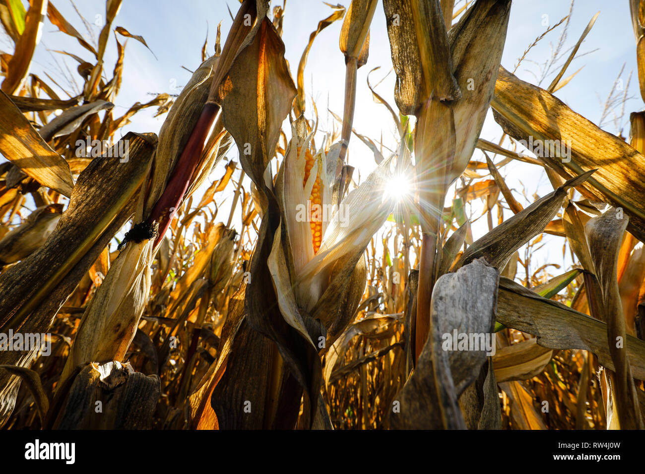 Datteln, Rhénanie du Nord-Westphalie, Allemagne - Les champs de maïs dans la chaleur de l'été. Datteln, Nordrhein-Westfalen, Deutschland - ausgetrocknetes Mai Banque D'Images