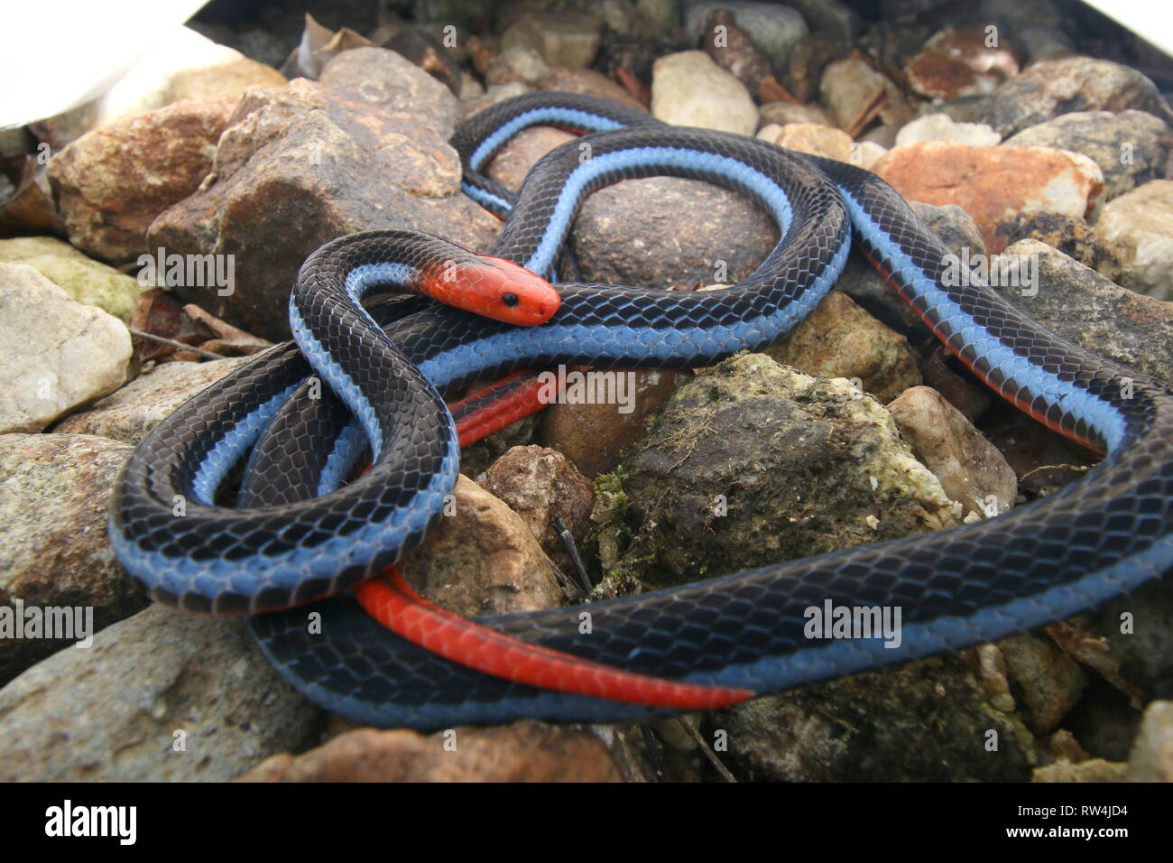 Malayan Blue Coral Snake Banque D'Images