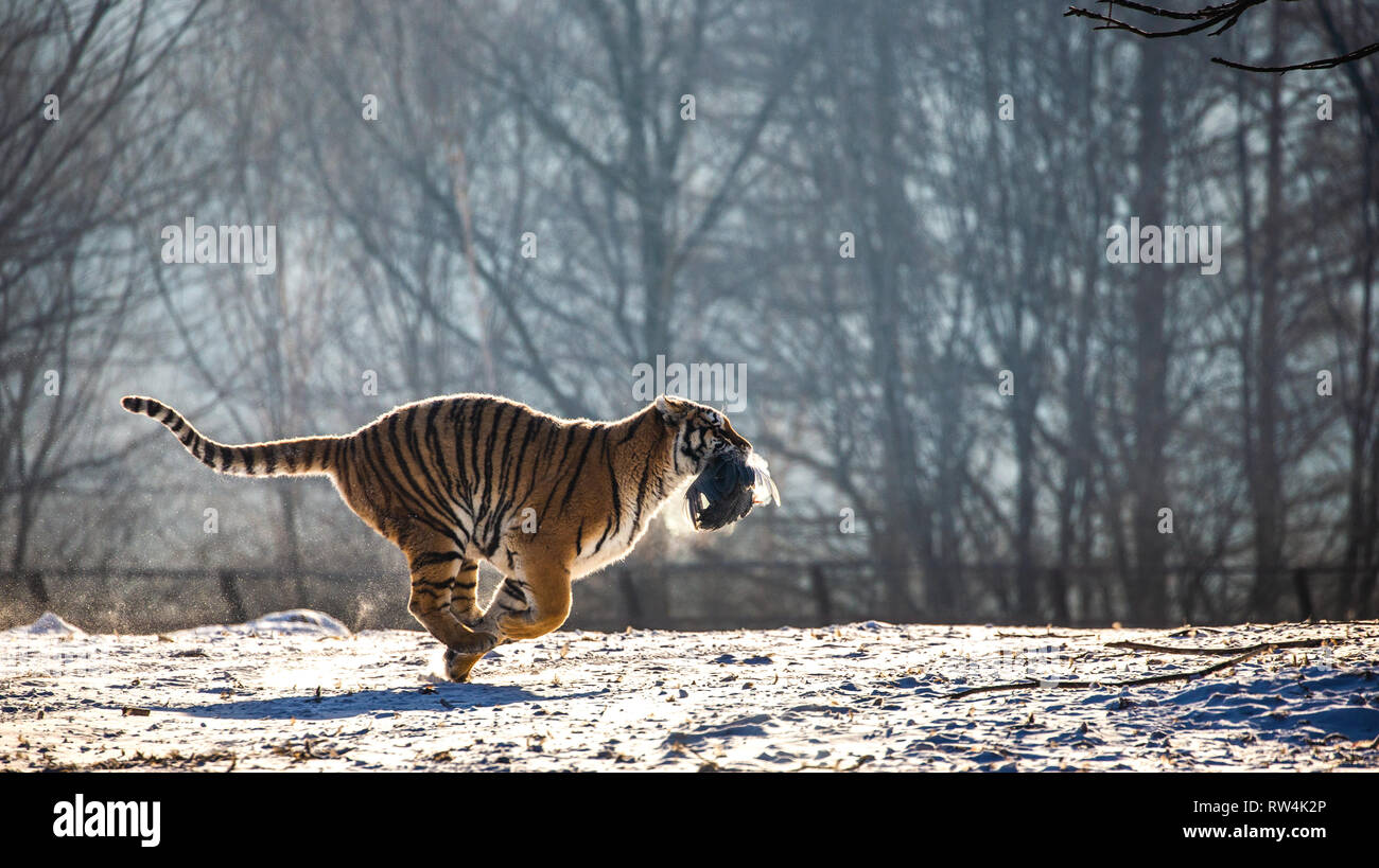 Siberian Tiger running dans la neige. La Chine. Harbin. Mudanjiang province. Hengdaohezi park. Siberian Tiger Park. L'hiver. Gel dur. Banque D'Images