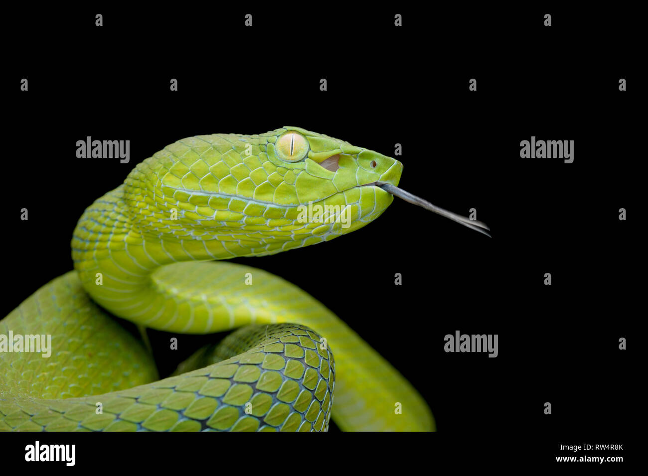 Cameron Highlands Pit Viper, Trimeresurus nebularis Banque D'Images