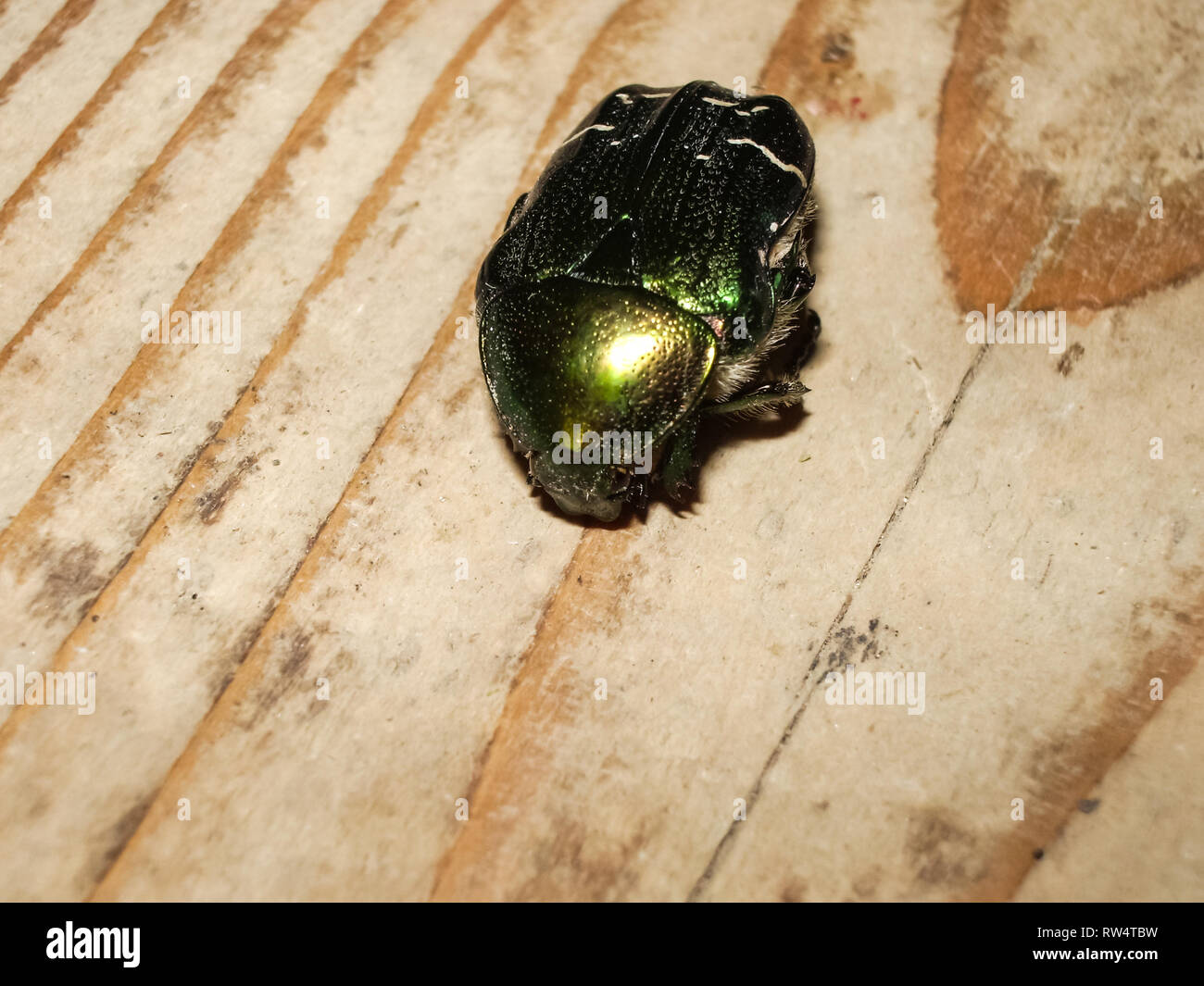 Asiatique poilue en bronze. Les 7 familles de fruit poilu de bronze. Fruits  Photo Stock - Alamy
