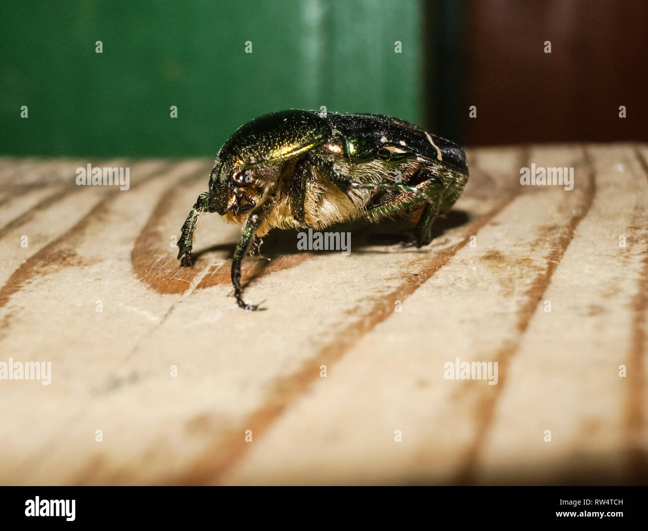 Asiatique poilue en bronze. Les 7 familles de fruit poilu de bronze. Fruits  Photo Stock - Alamy