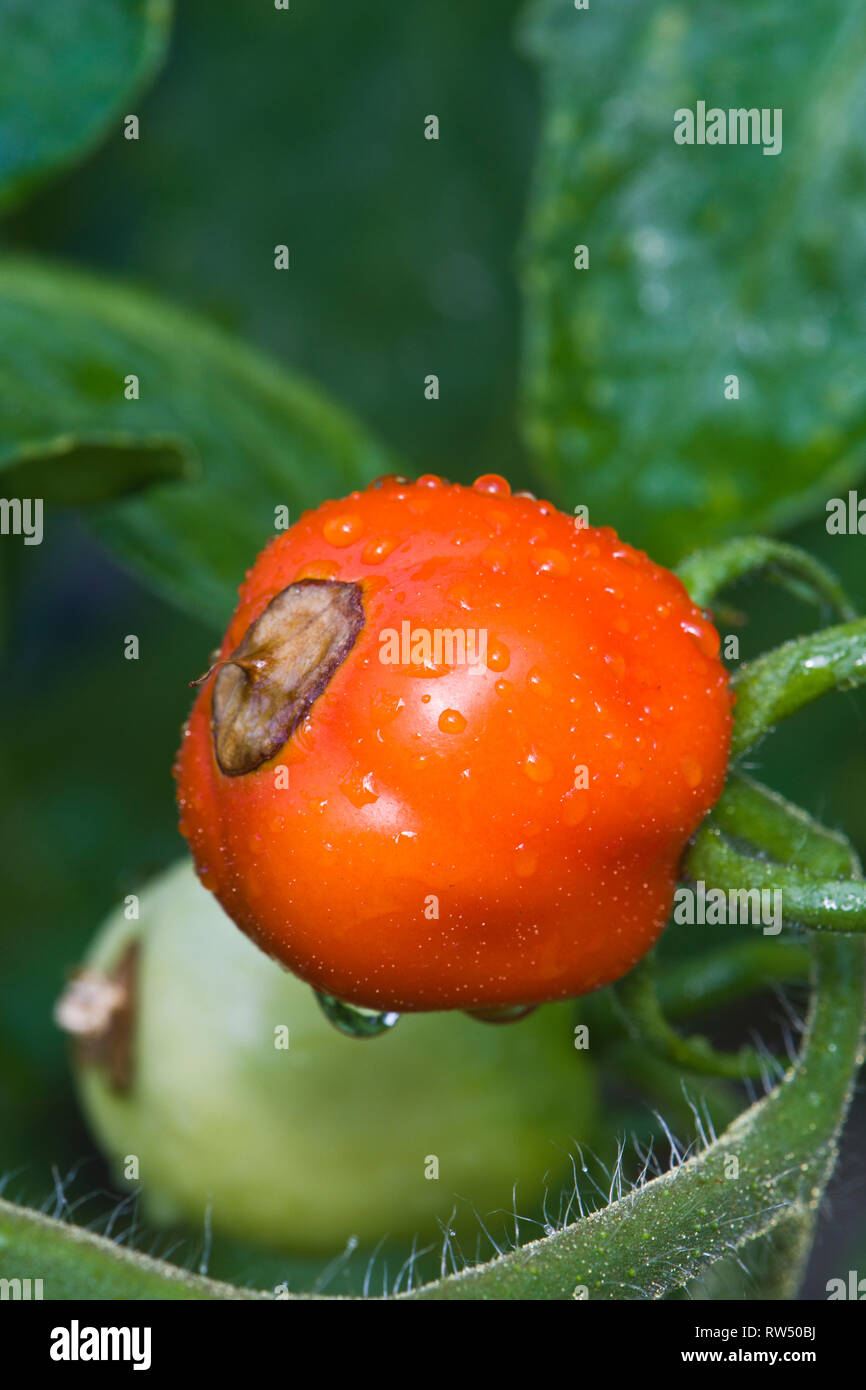 La pourriture apicale sur le mûrissement des tomates Banque D'Images