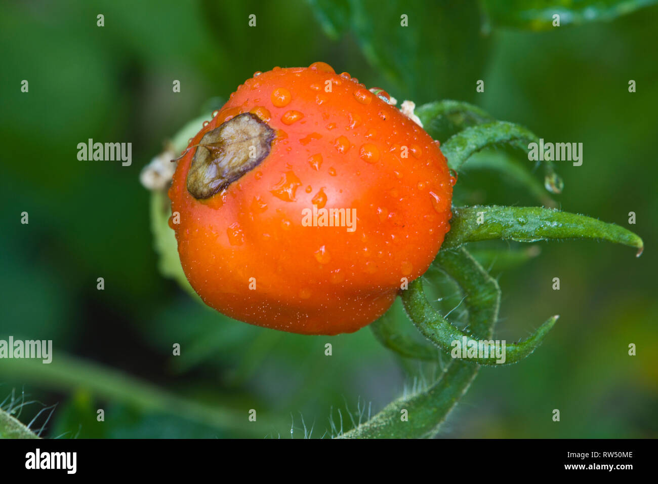 La pourriture apicale sur le mûrissement des tomates Banque D'Images