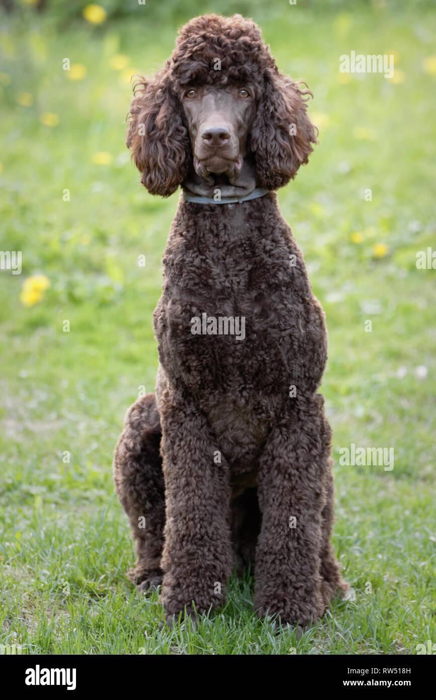 Assis dans le caniche scène d'été avec un fond vert. Caniche royal brun assis sur l'herbe avec smart regardez dans ses yeux. Banque D'Images