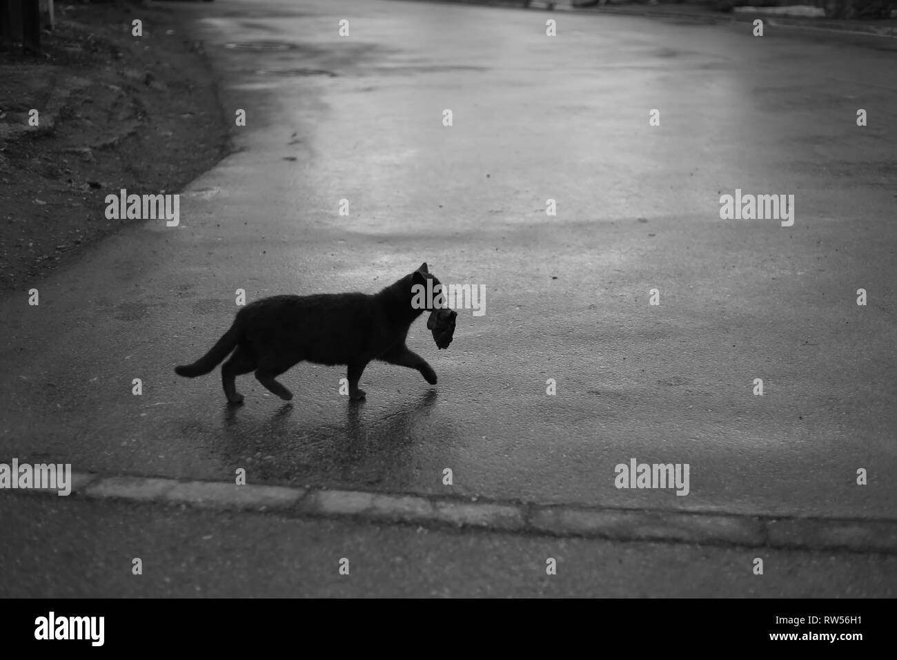 Chat avec un poisson dans sa bouche transportant la proie de leurs chatons Banque D'Images