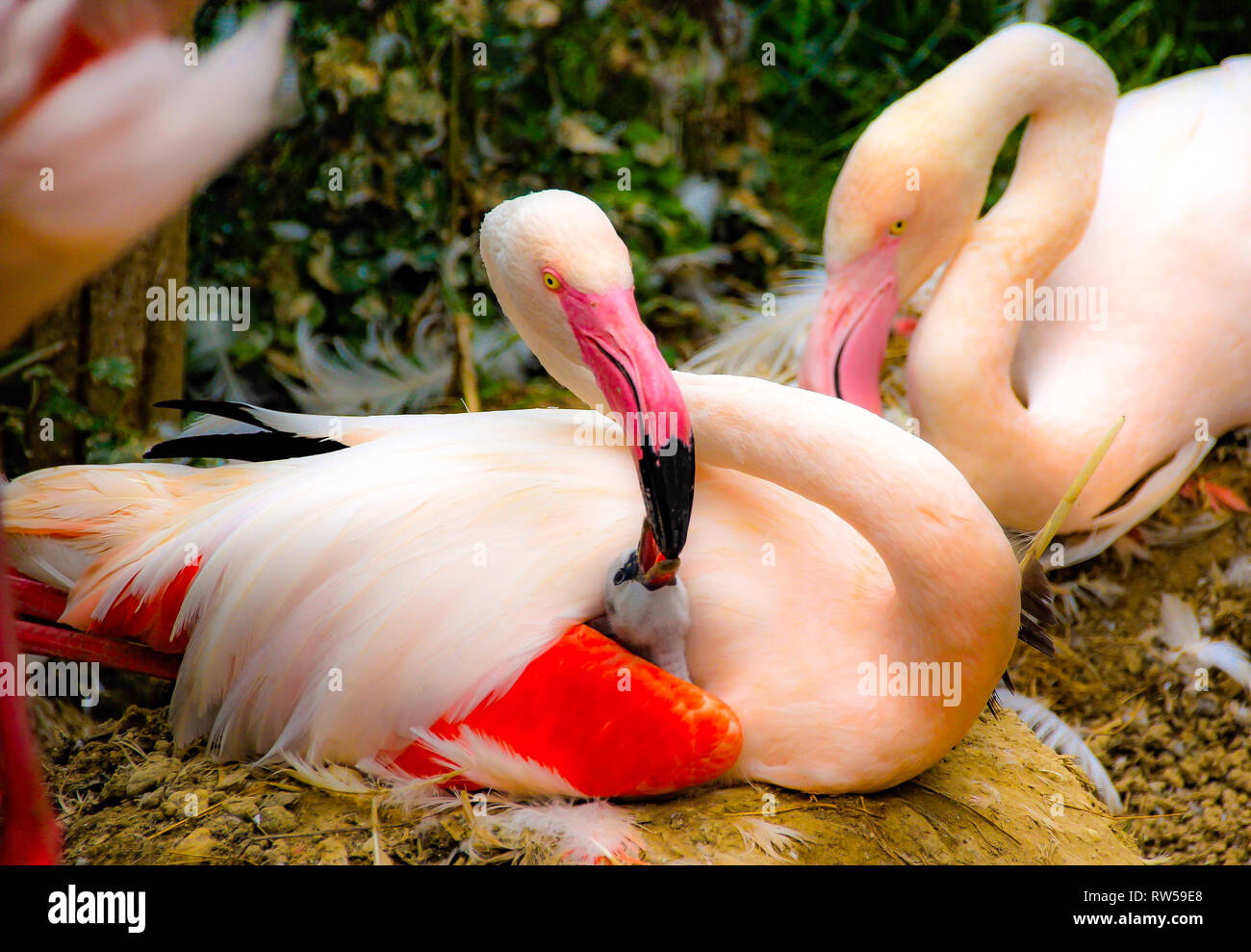 Flamingo mère nourrir bébé. l'amour pour la mère de l'enfant d'oiseaux Banque D'Images