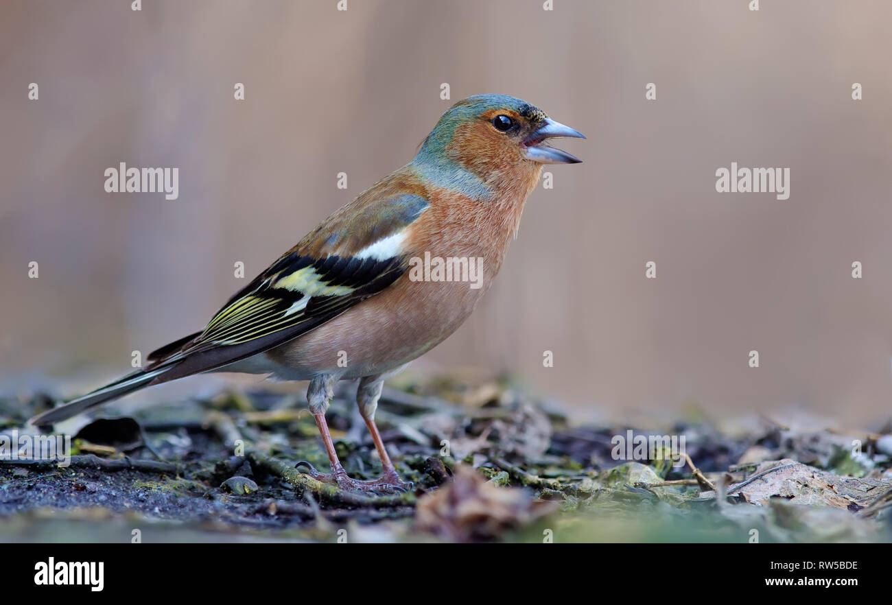 Chaffinch commun appelant ou à chanter avec bec ouvert Banque D'Images