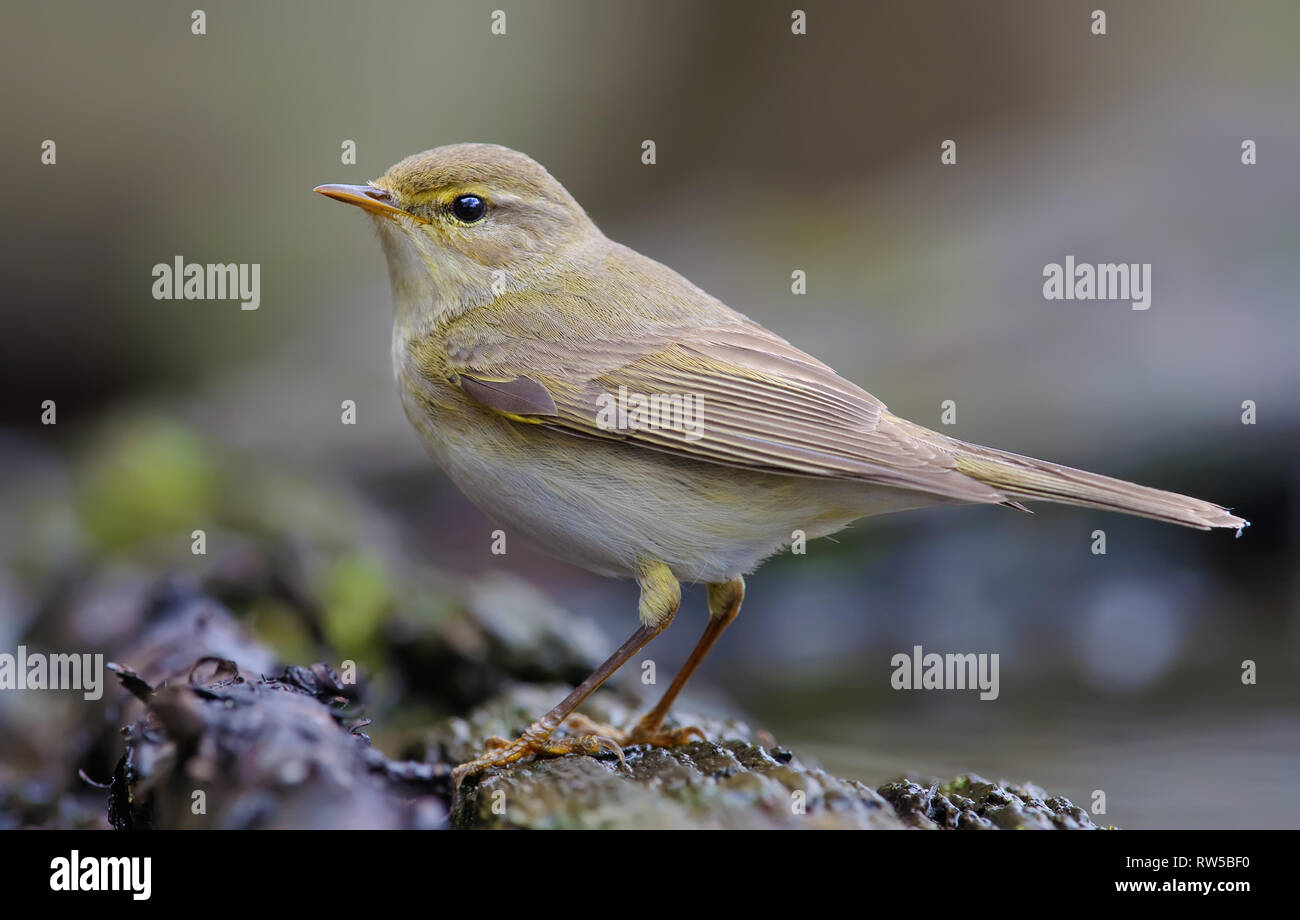 Willow warbler posant près d'un waterpond Banque D'Images