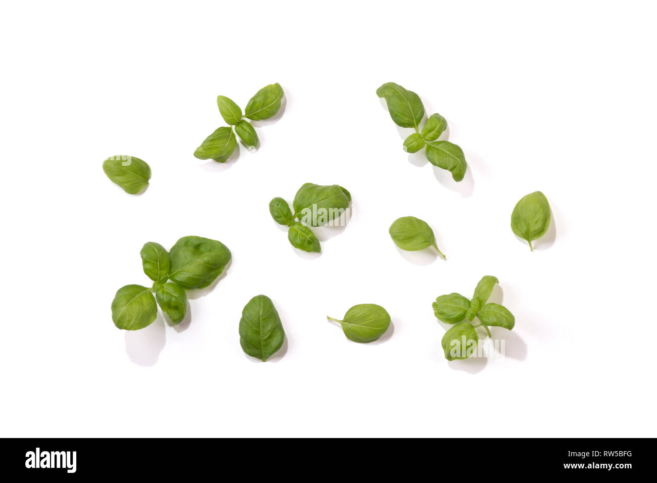 Les différentes feuilles de basilic isolé sur fond blanc. Pour l'alimentation des brochures, retsaurants, magazines, etc. Banque D'Images