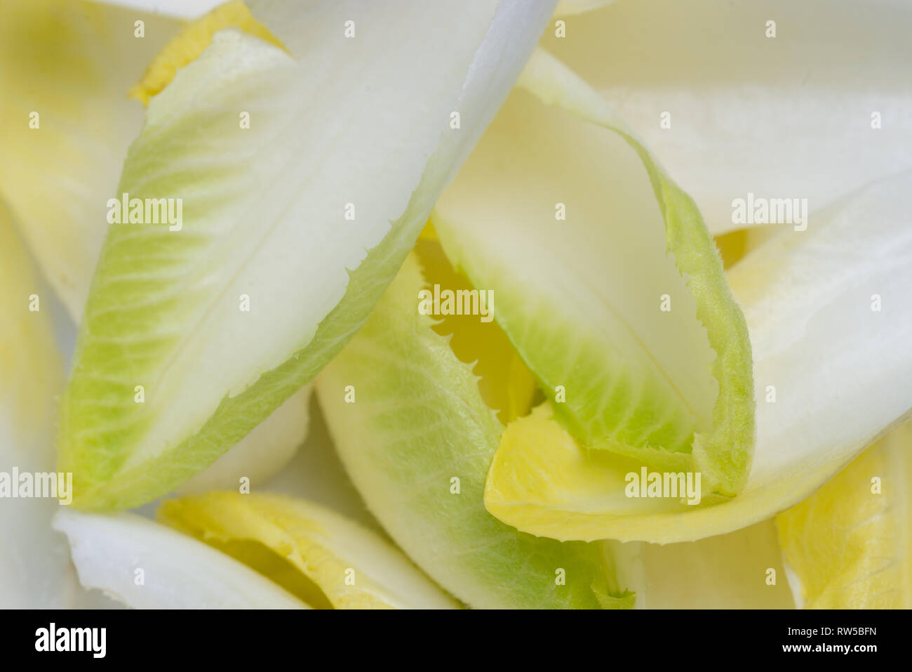 Chicorée endive witloof/ macro feuilles fraîches Banque D'Images