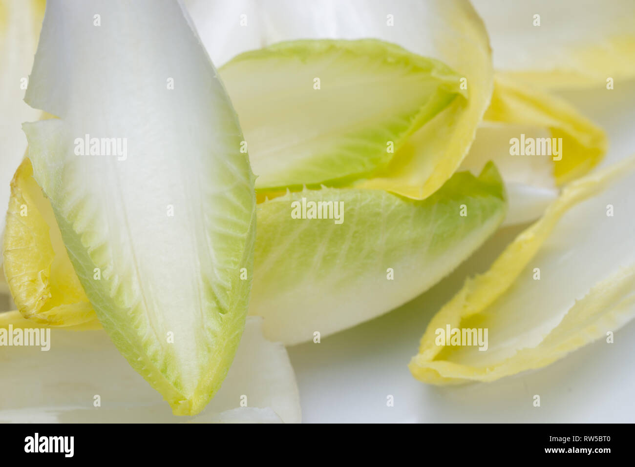 Chicorée endive witloof/ macro feuilles fraîches Banque D'Images