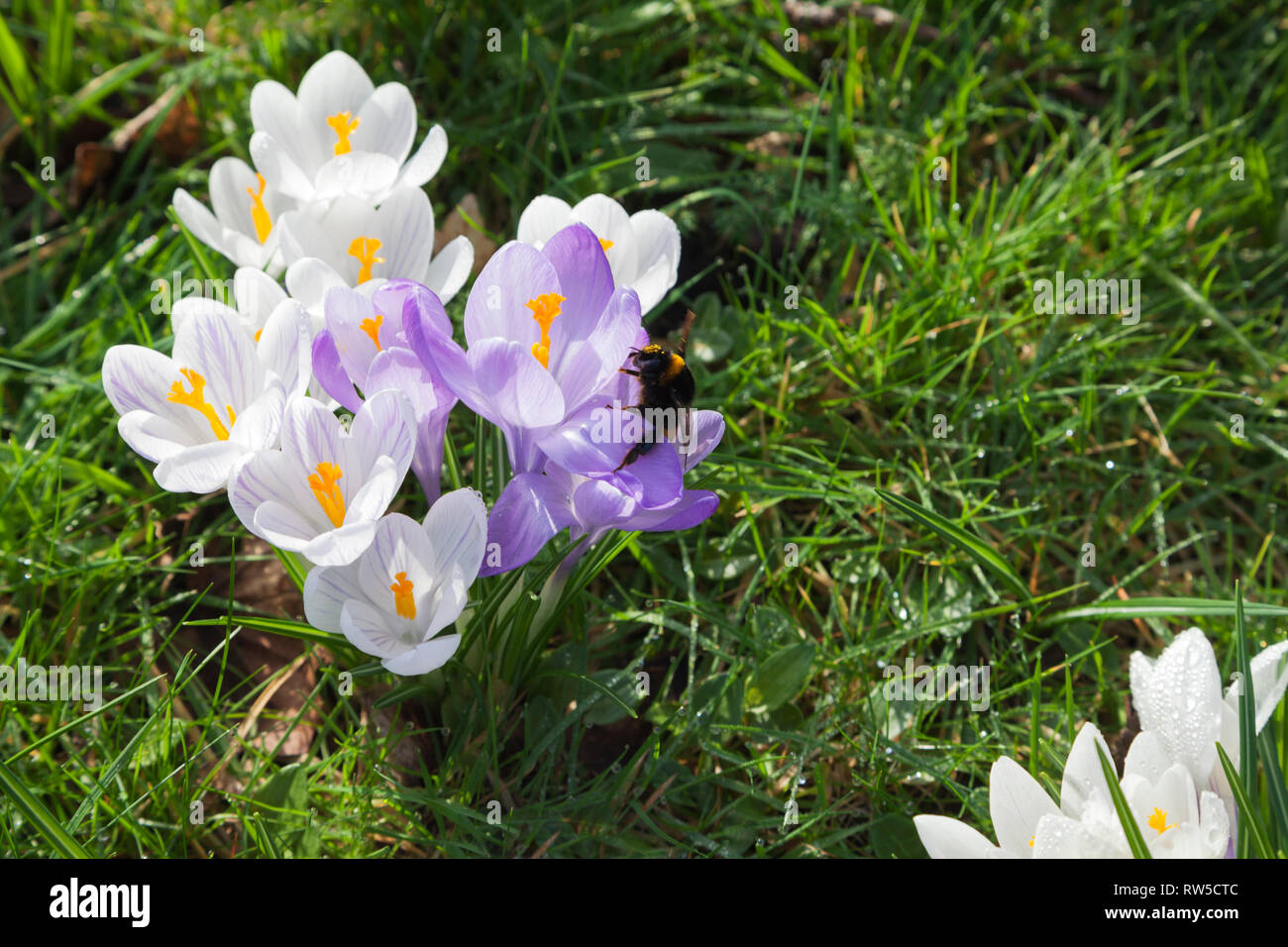 Crocus fleurissent au printemps poussent à travers la pelouse avec la reine bourdon Banque D'Images