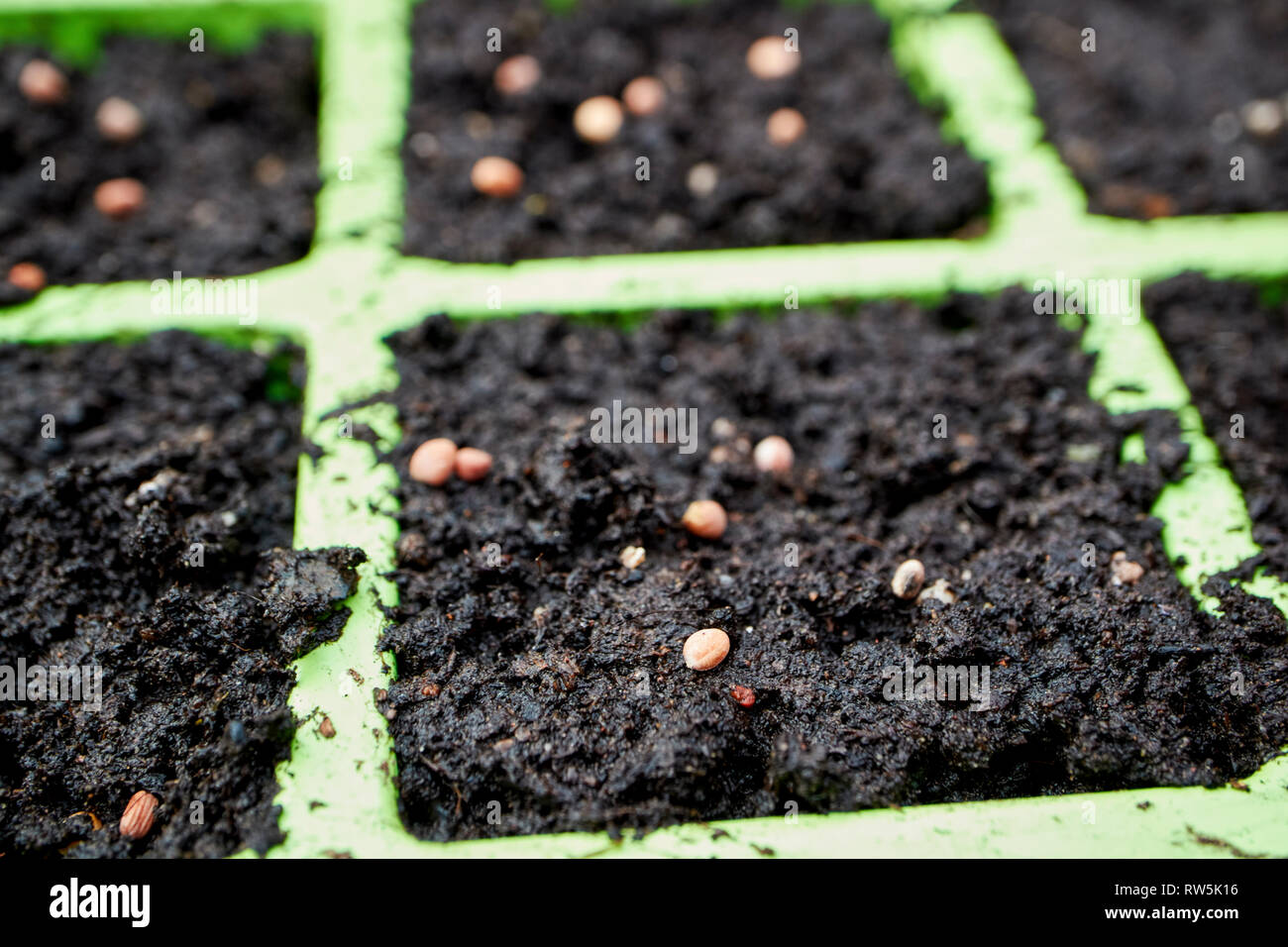 Planter des graines au printemps dans les bacs de jardin Banque D'Images