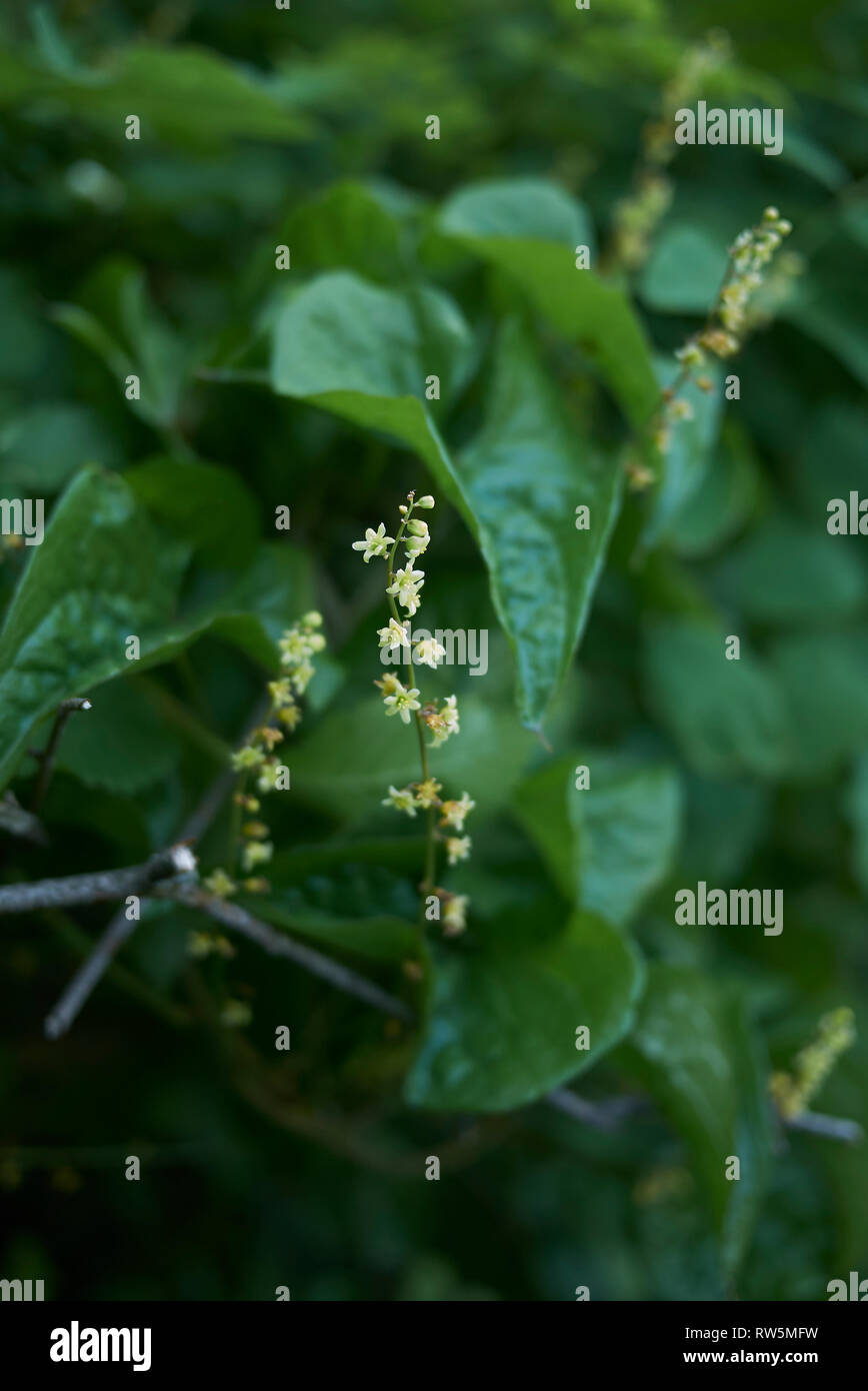 Dioscorea communis en fleur Banque D'Images