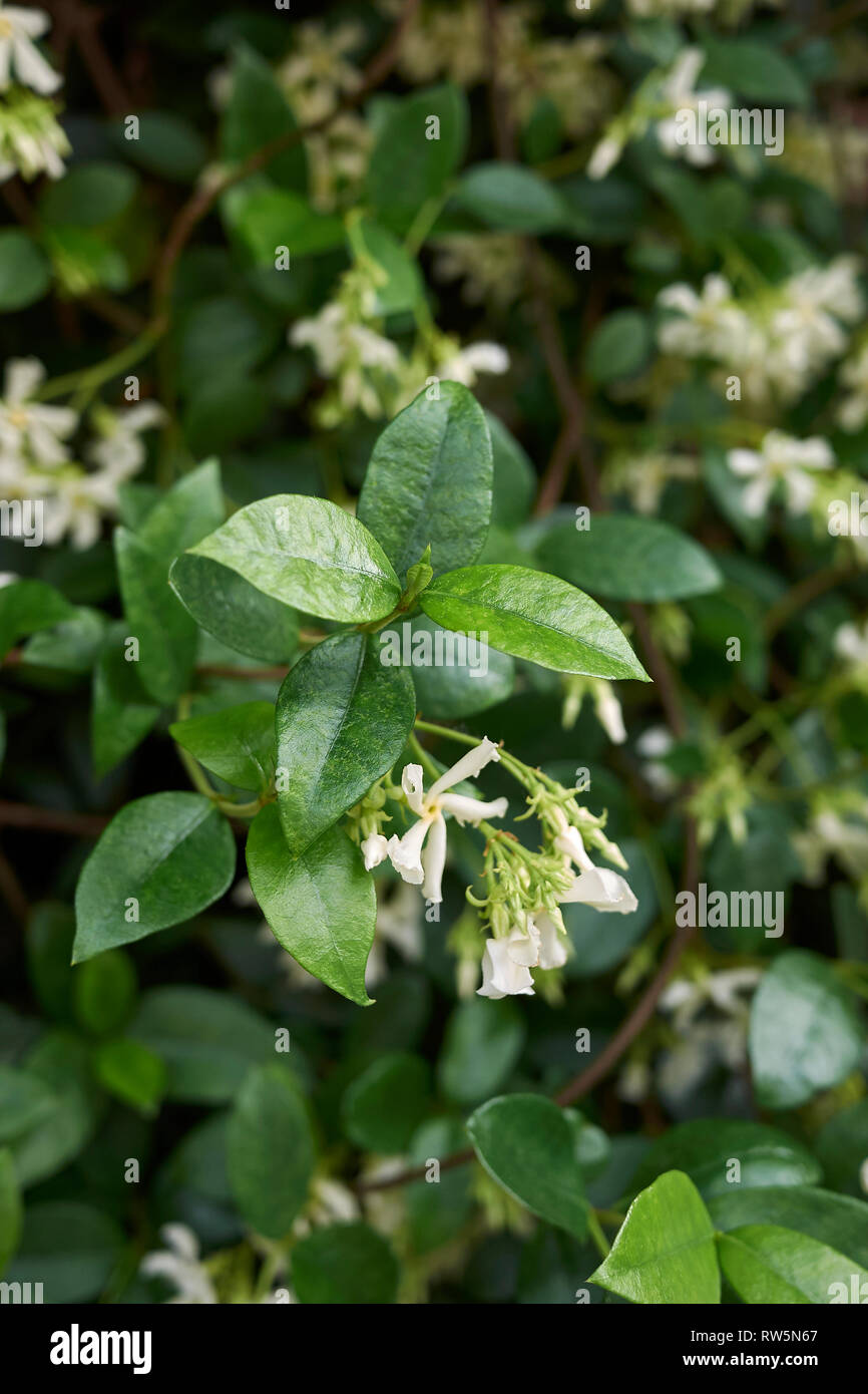 Trachelospermum jasminoides Banque D'Images