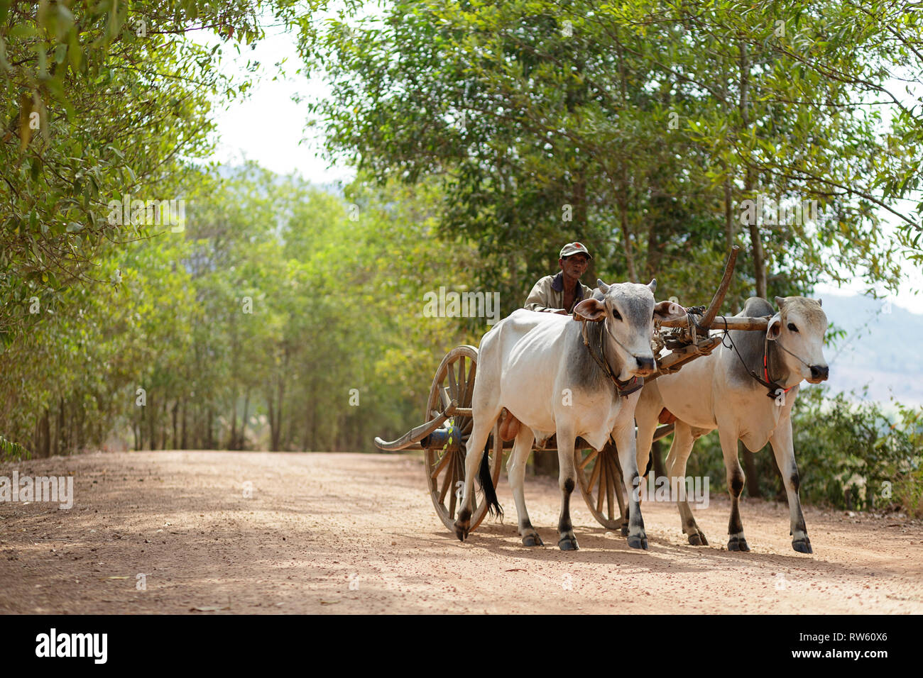 Les agriculteurs cambodgiens qui conduit une charrette sur une route de terre près de Kampot, Cambodge Banque D'Images