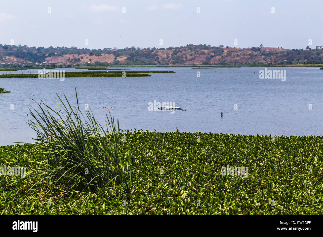 La Segua, zones humides Ramsar important dans la province de Manabi Banque D'Images
