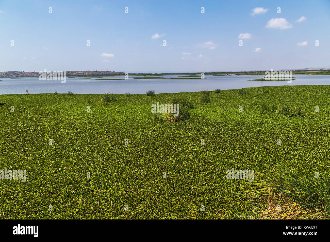 La Segua, zones humides Ramsar important dans la province de Manabi Banque D'Images