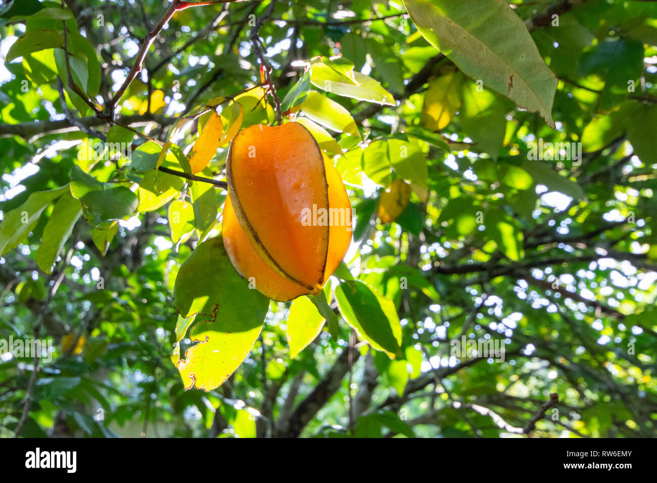 La carambole ou Carambole poussant sur un arbre Banque D'Images