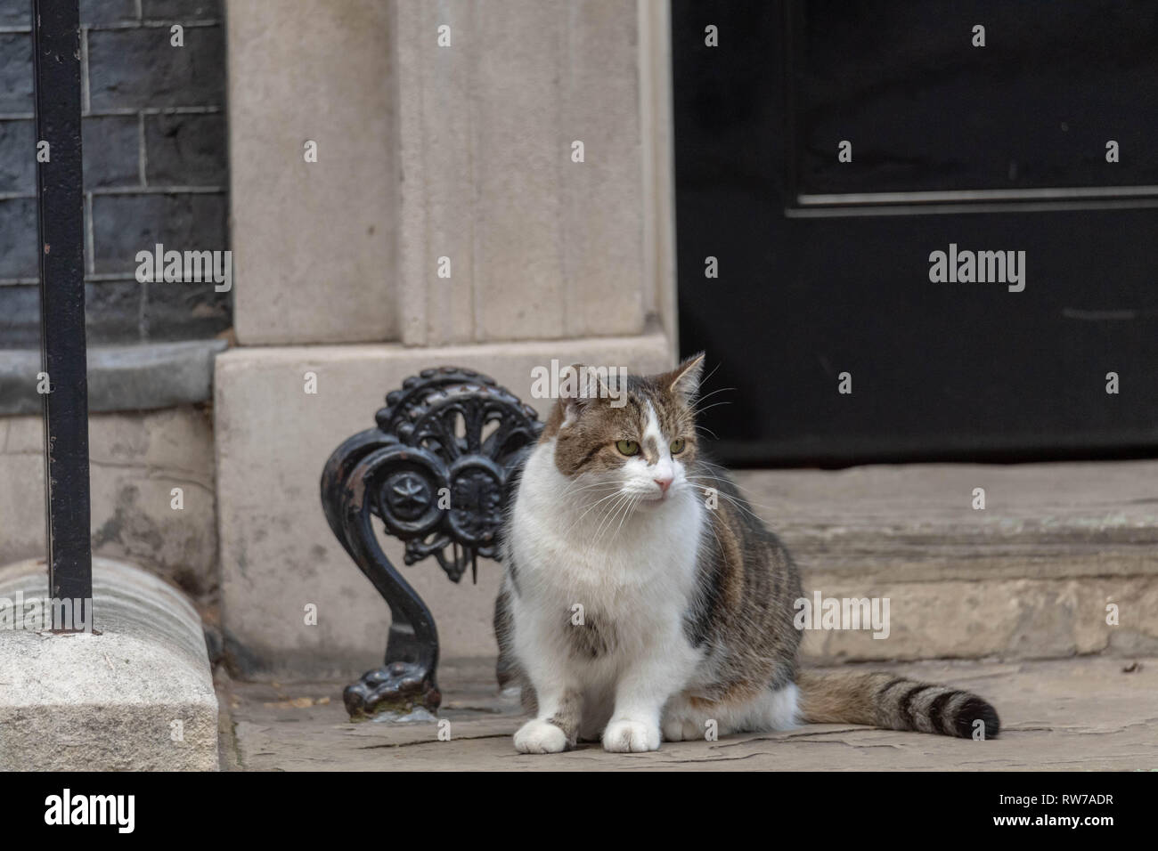 Londres, Royaume-Uni. 5 mars 2019, Larry, le chat à l'extérieur de 10 Downing Street Downing Street, London, UK. Crédit : Ian Davidson/Alamy Live News Banque D'Images