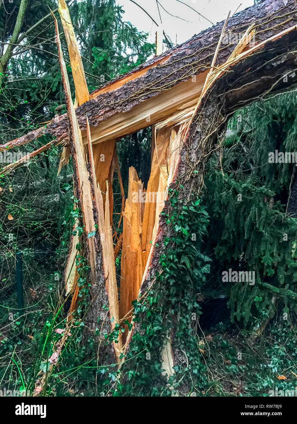 Tronc d'arbre brisé, de l'assurance tempête météo foudre Banque D'Images