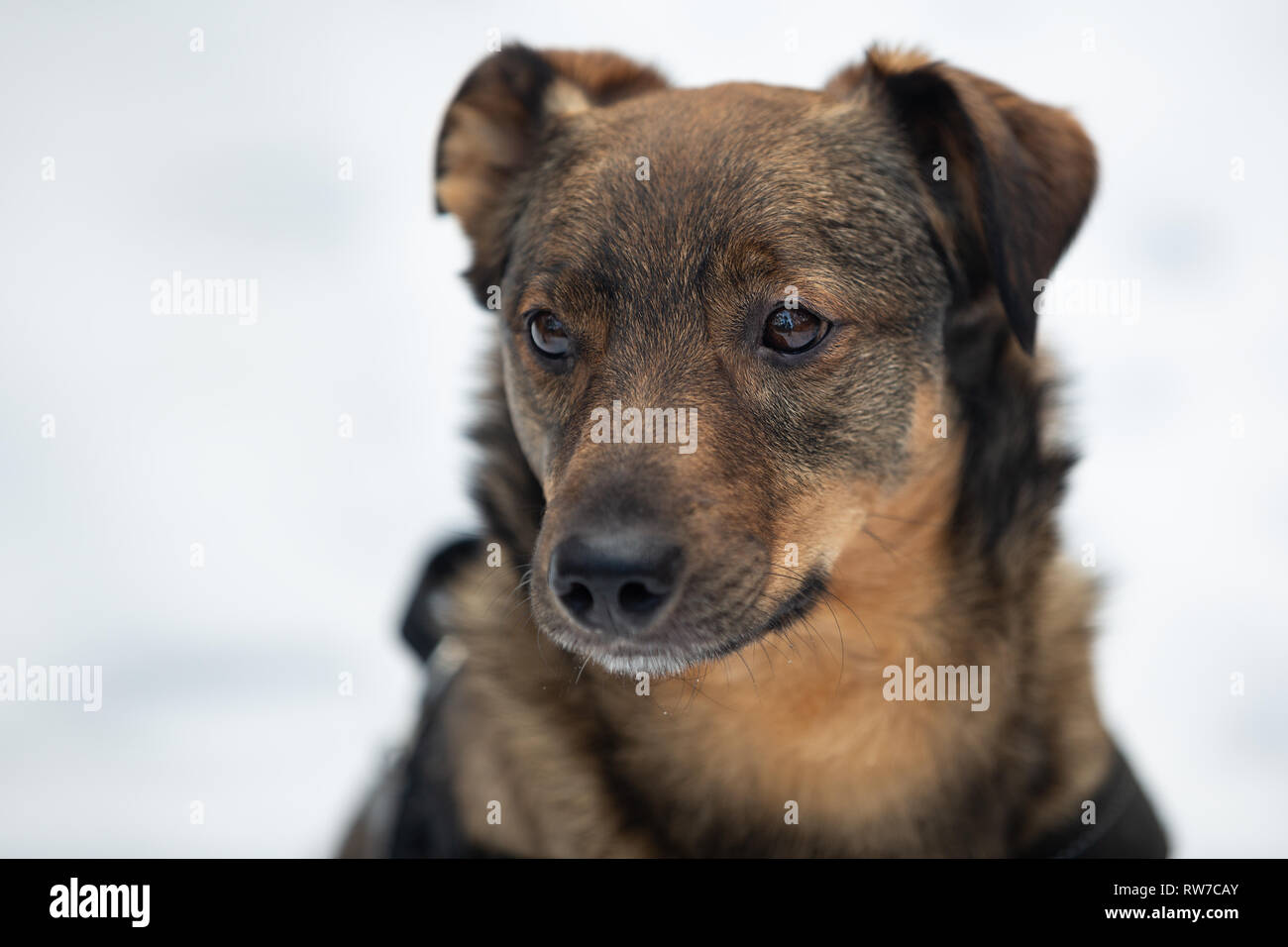 Portrait d'hiver un croisement chien Banque D'Images