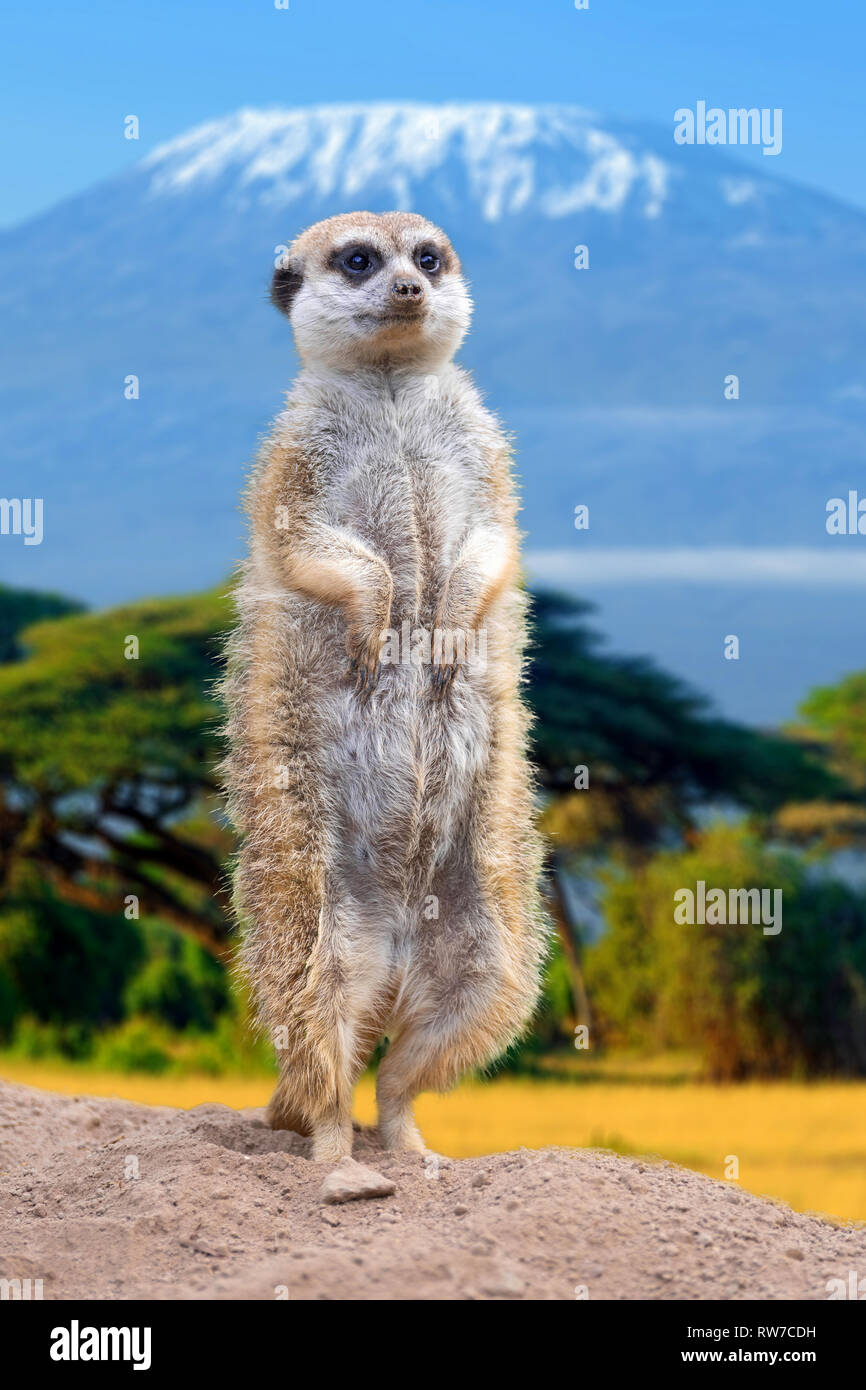 Meerkat debout vue sur arrière-plan de montage Banque D'Images