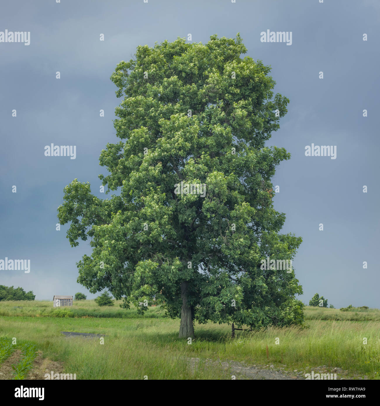 Pignut Hickory Tree in Field Banque D'Images