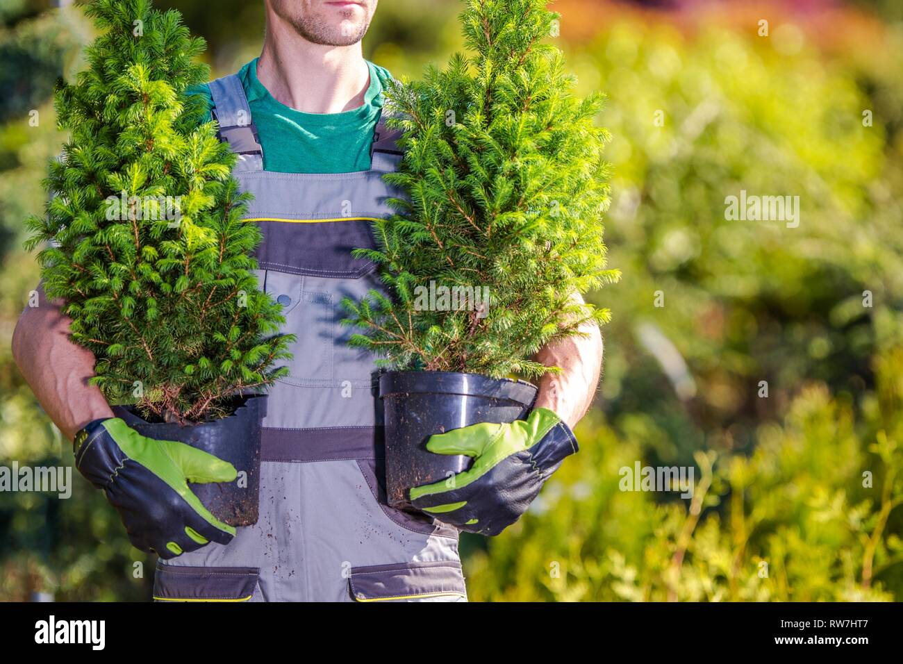 Jardinier de race blanche se prépare à planter de nouveaux arbres. Banque D'Images