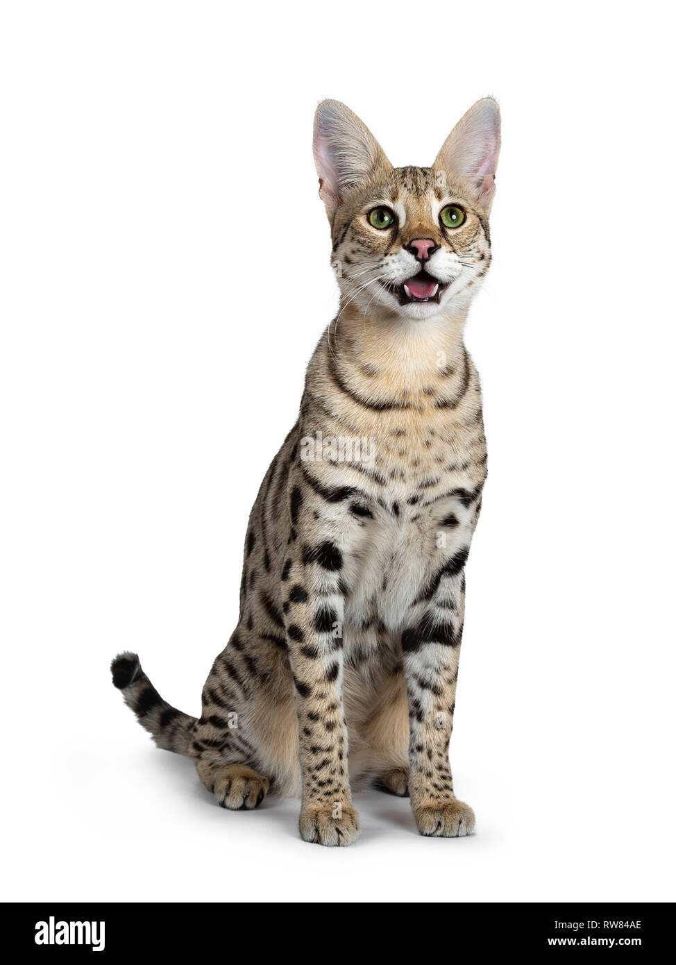Savannah Breed Banque De Photographies Et D Images A Haute Resolution Alamy