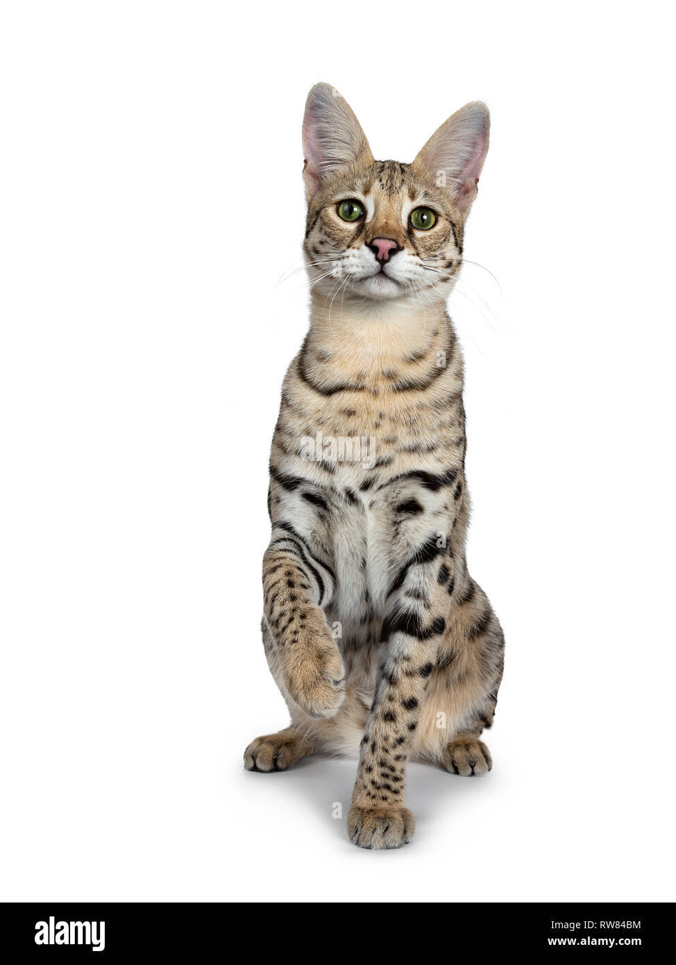Paw Lifted Banque D Image Et Photos Alamy
